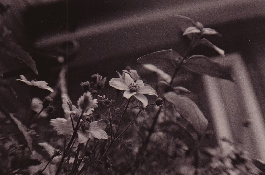 Happy Daisy Film 35mm Black White photography