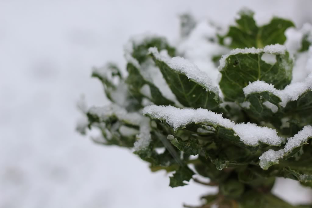 Happy Daisy 25 Days Of Christmas Snow