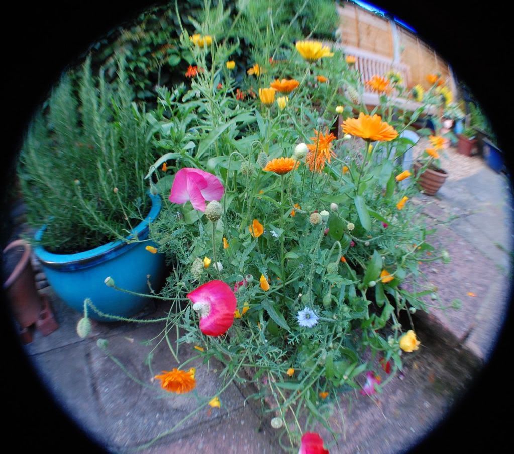 Happy Daisy fisheye