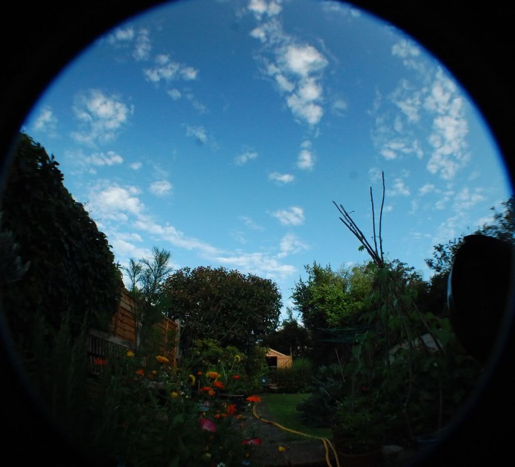 Happy Daisy fisheye