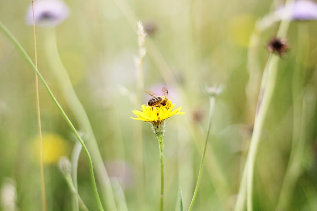 Happy Daisy Summer Flowers Life' /></p><p style=