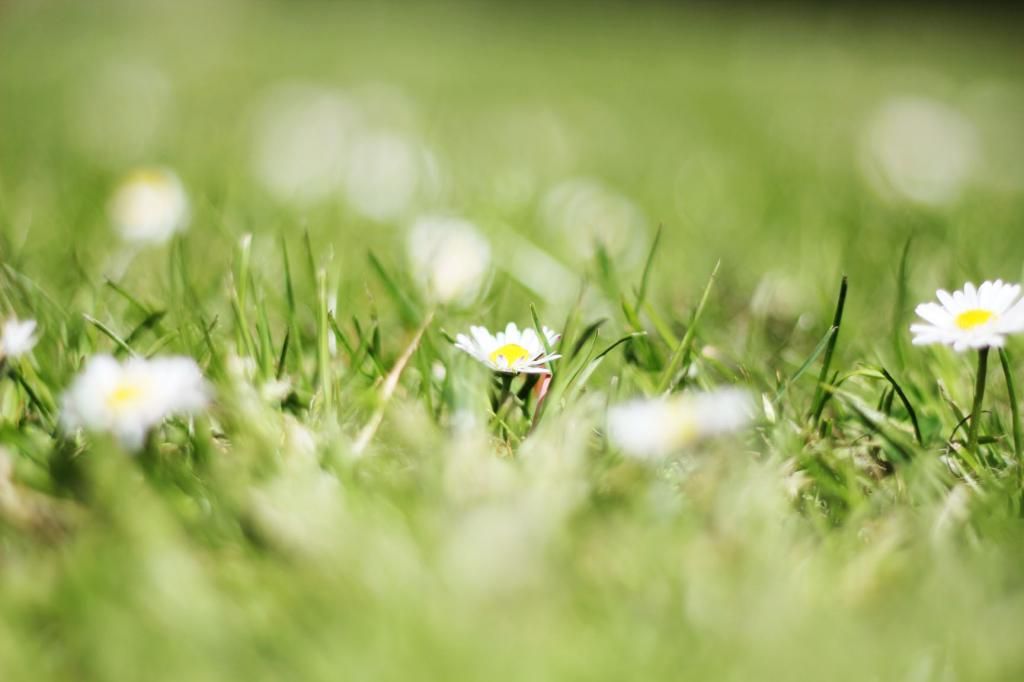 Happy Daisy Catch Up Photographs Amy Edwards Green