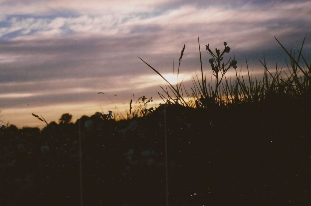 Happy Daisy 35mm