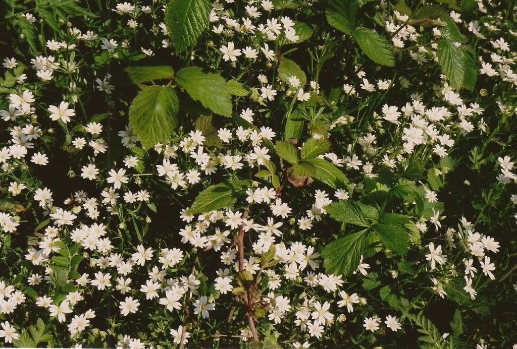 Happy Daisy 35mm