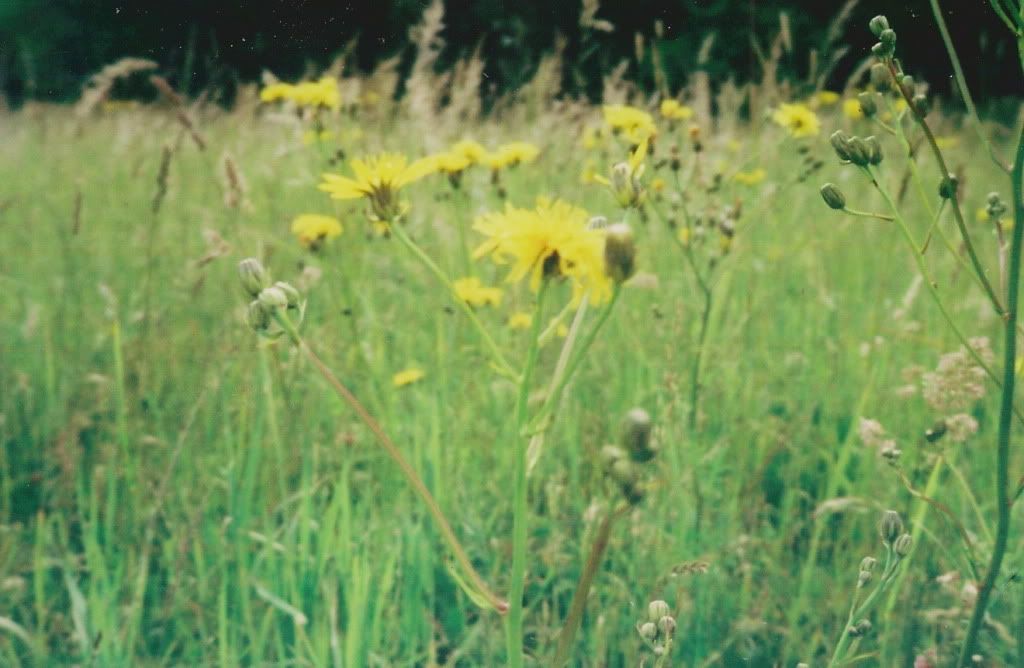 Happy Daisy Summer