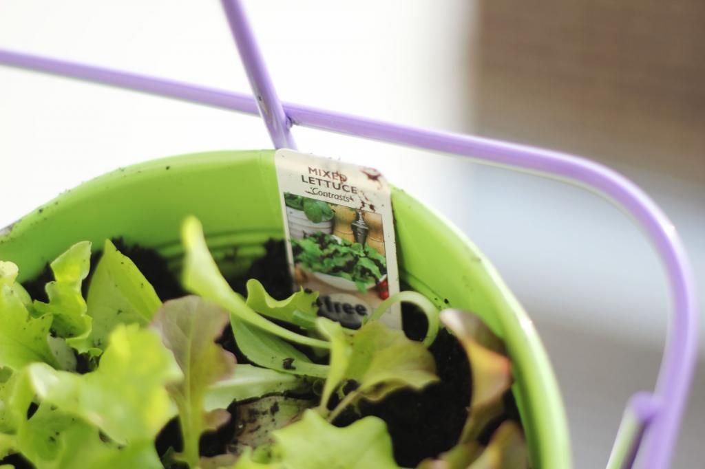 Happy Daisy Gardening Without A Garden Photos Amy Edwards Green