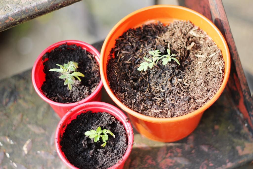 Happy Daisy Gardening Without A Garden Photos Amy Edwards Green