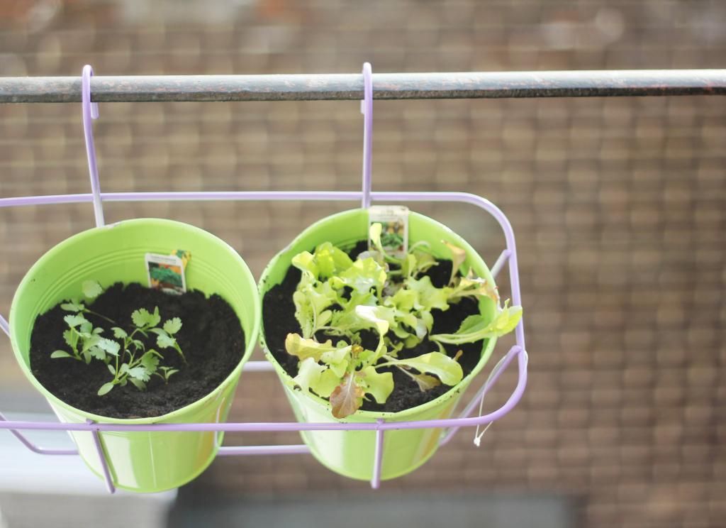 Happy Daisy Gardening Without A Garden Photos Amy Edwards Green