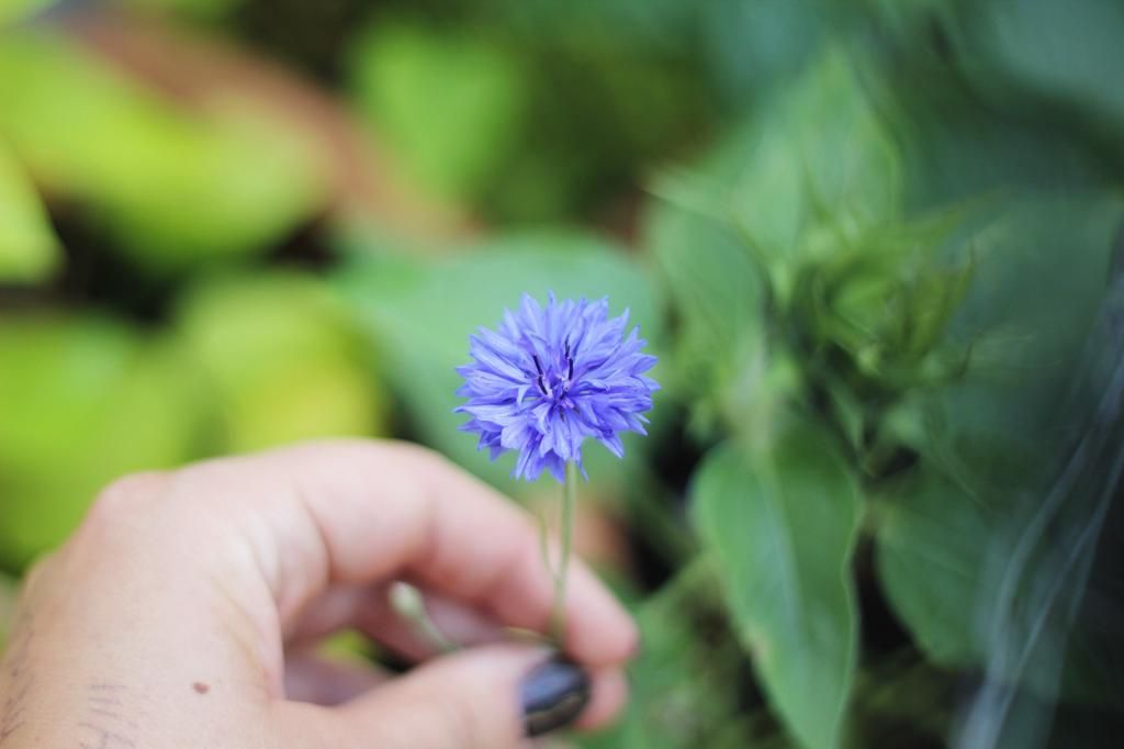 Happy Daisy Amy Edwards Green Gardening Without A Garden