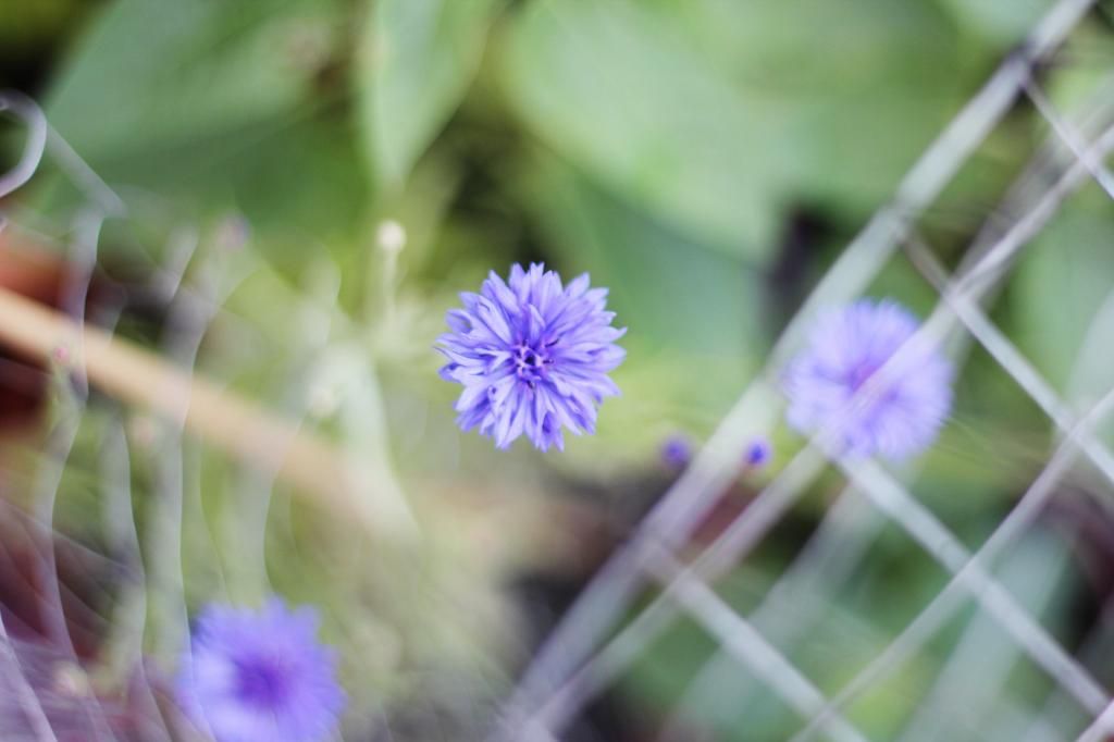 Happy Daisy Amy Edwards Green Gardening Without A Garden