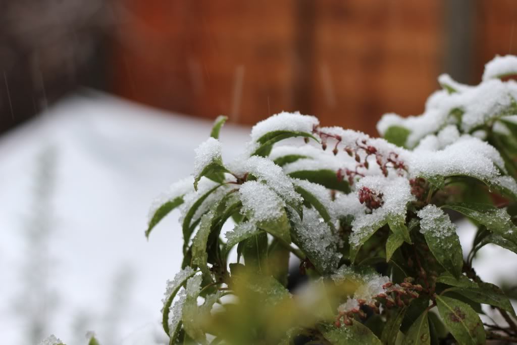 Happy Daisy 25 Days Of Christmas Snow