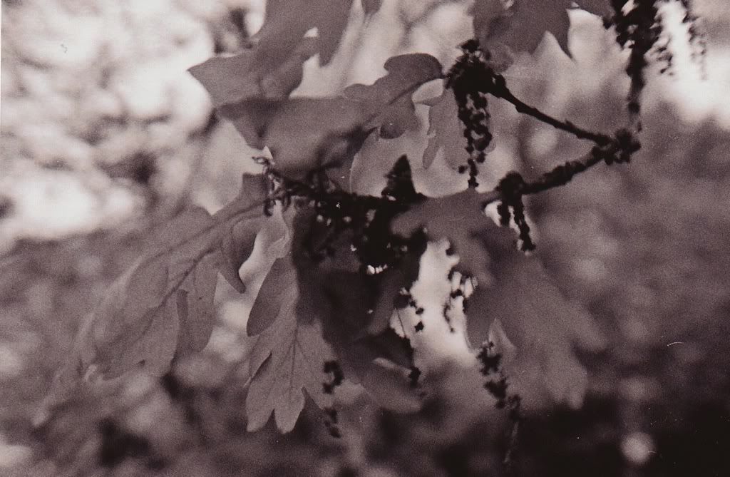 Happy Daisy Film 35mm Black White photography