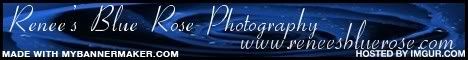 photography,blue rose renees