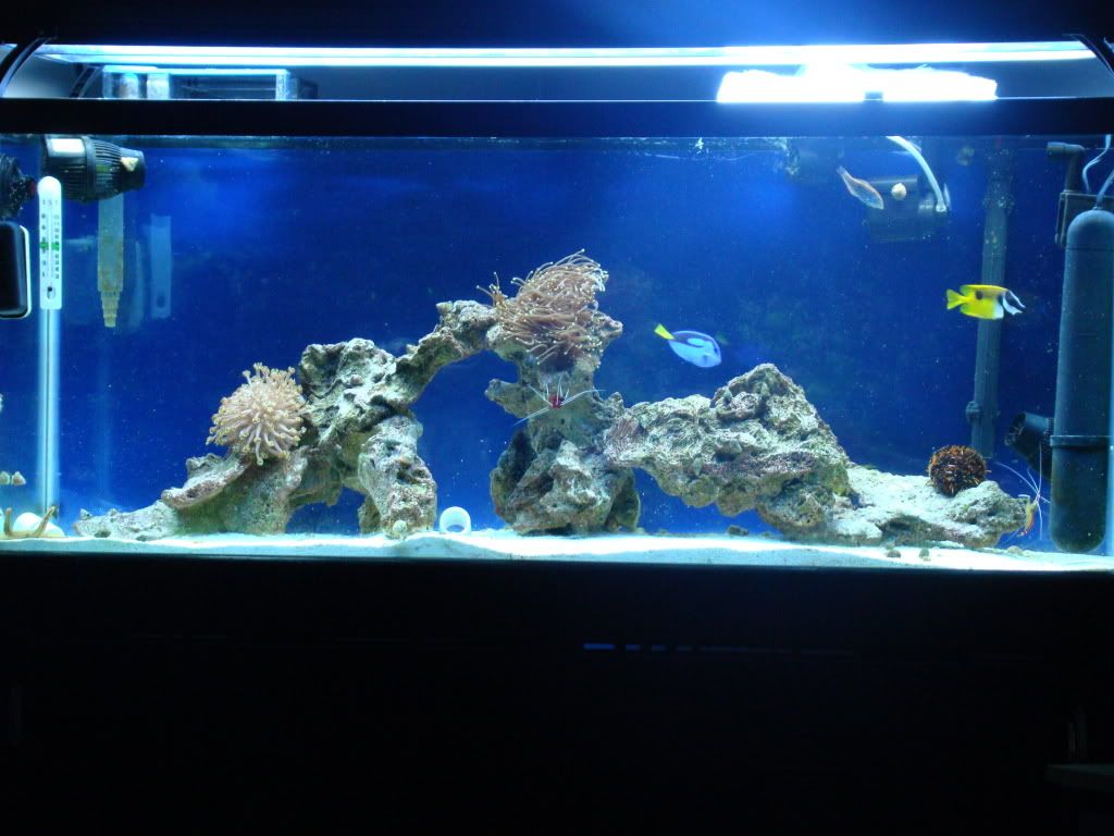 DSC03075 - 55 Gallon Tank