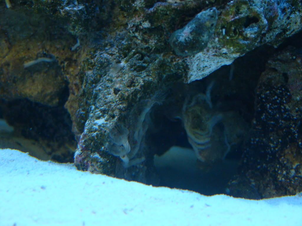 DSC03414 - Aiptasia??