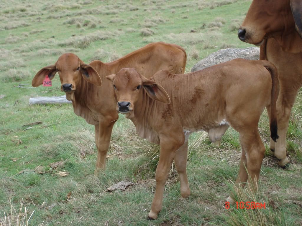 baby brahman cattle