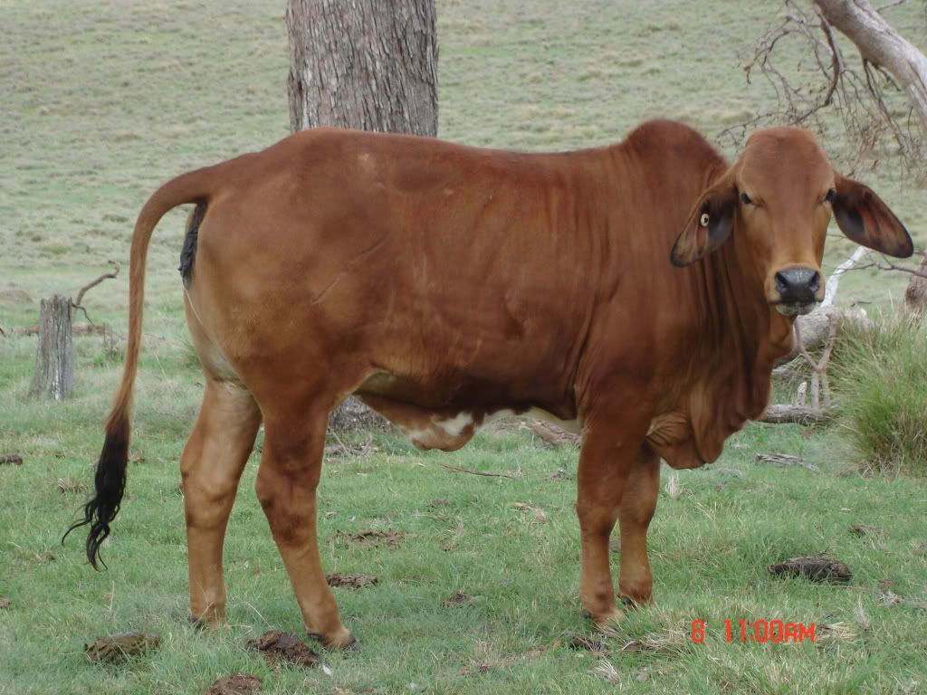 Red Brahman Heifer