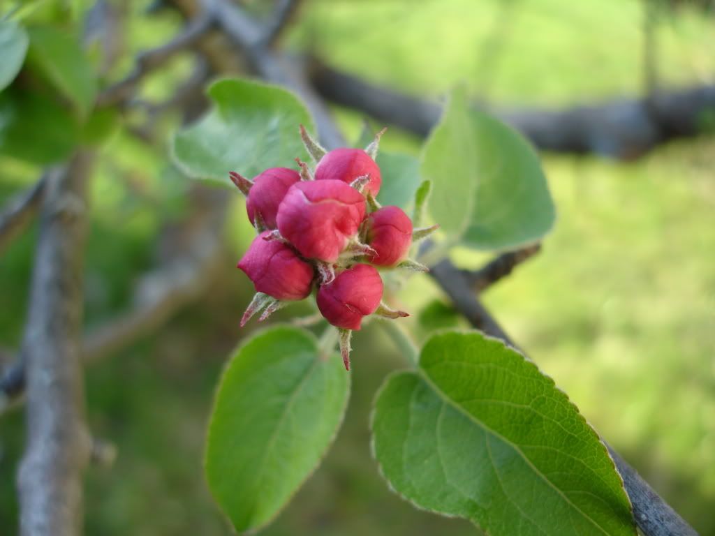 apple blossom 4.24.2010