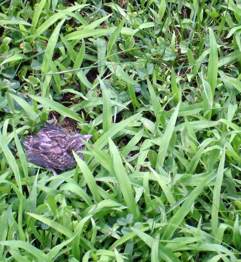 baby sparrow