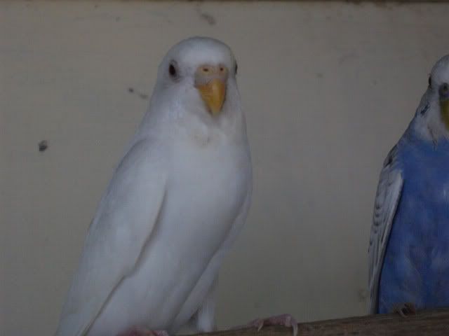 Albino1.jpg