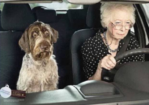 Elderly Woman Driving while dog is scared Elderly Woman Driving