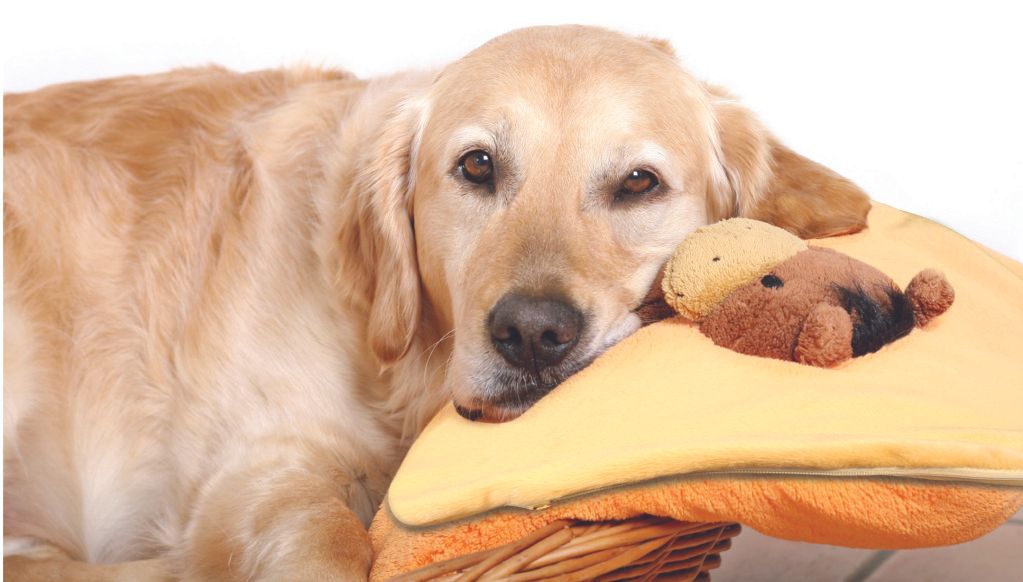 Pet-ZZZ-Pad 