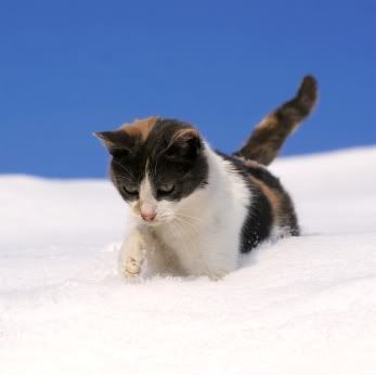 Cat Snow Pic