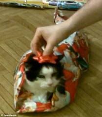 Cat With Bow