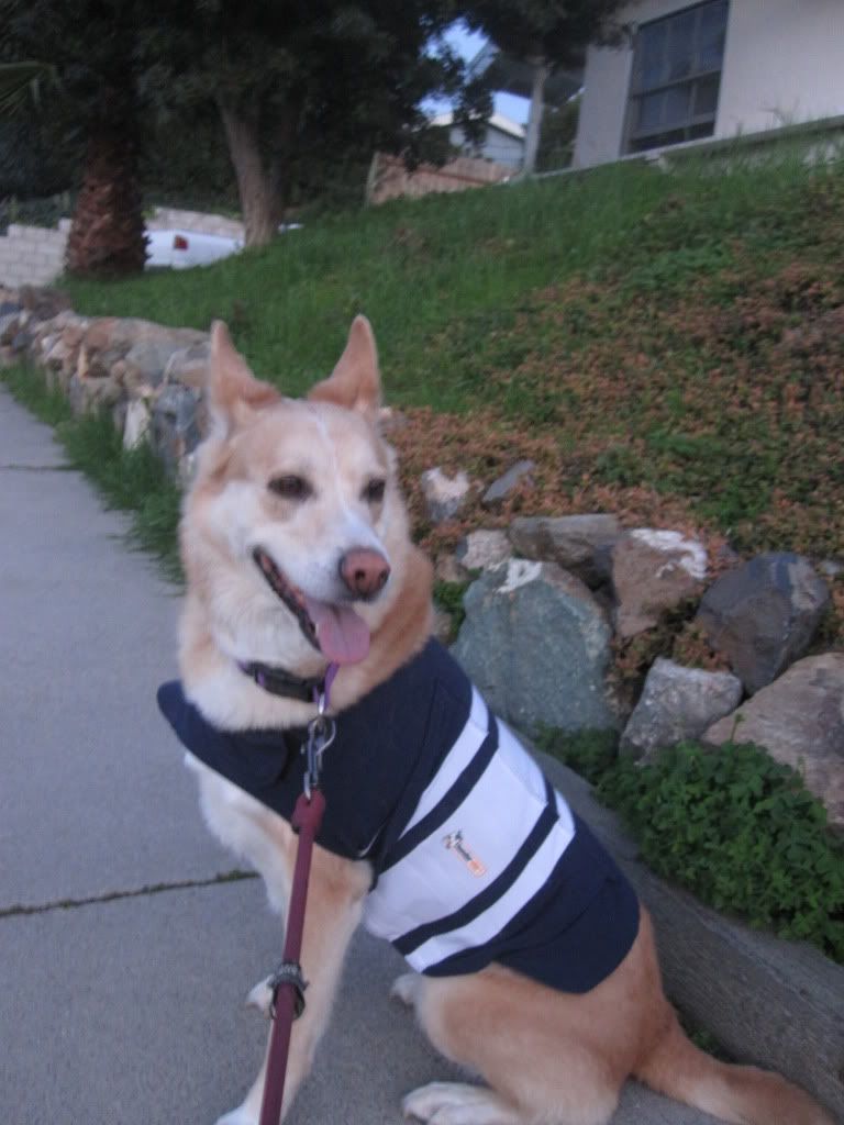 Thundershirt 