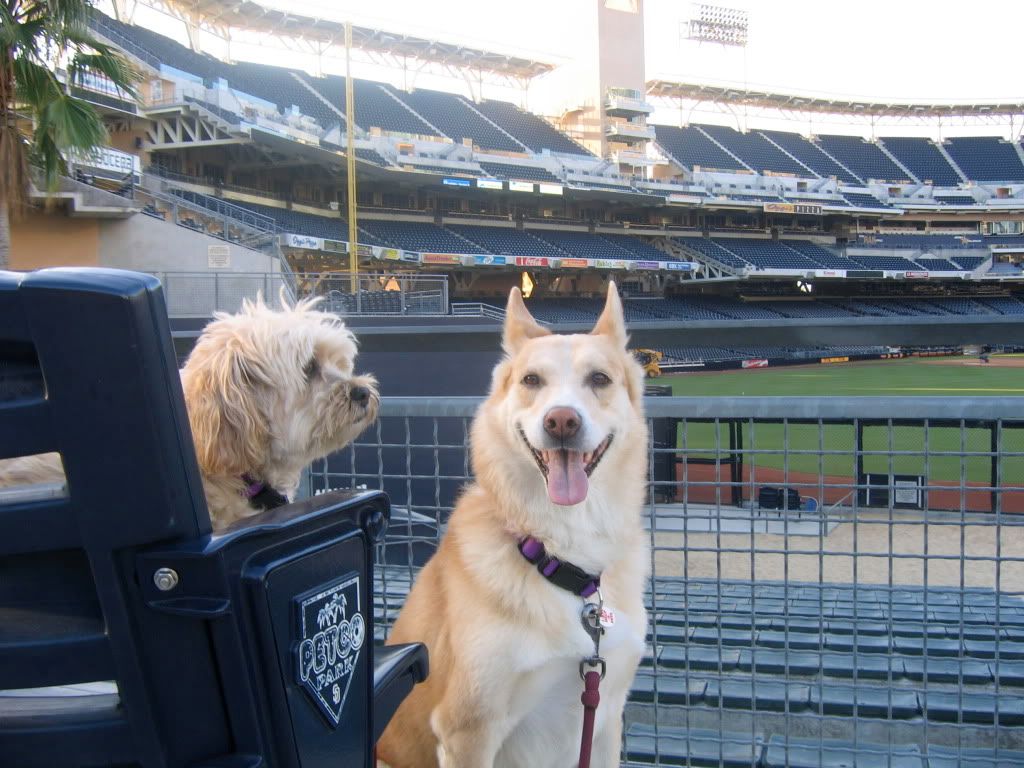 Petco Dogs