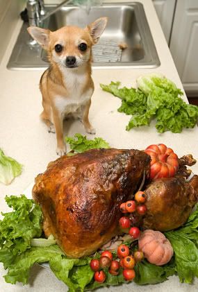 HappyThanksgiving