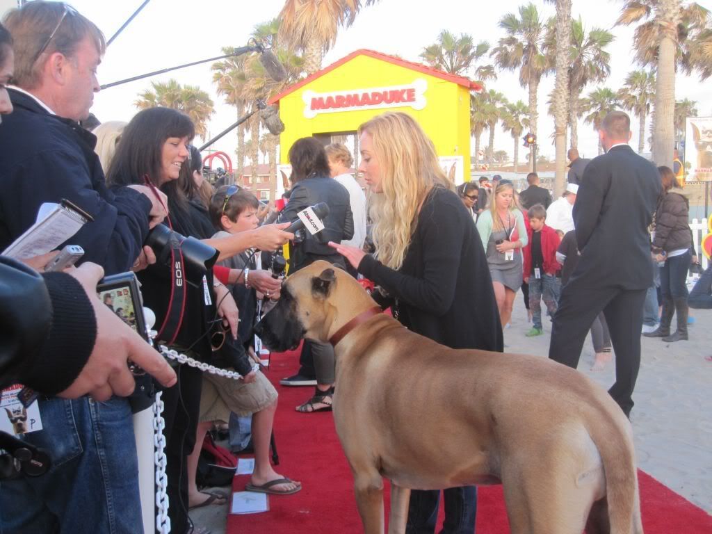 Marmaduke
