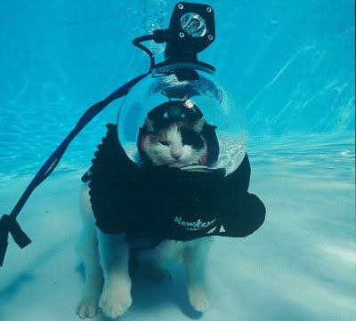 Scuba Cat