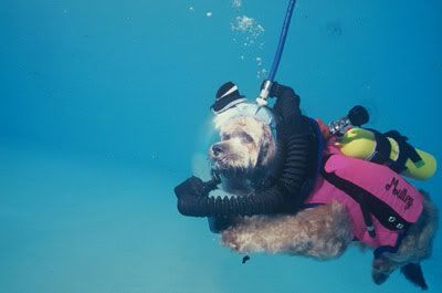 Scuba Dog