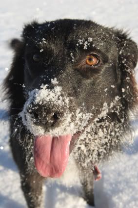 Snowy Dog 