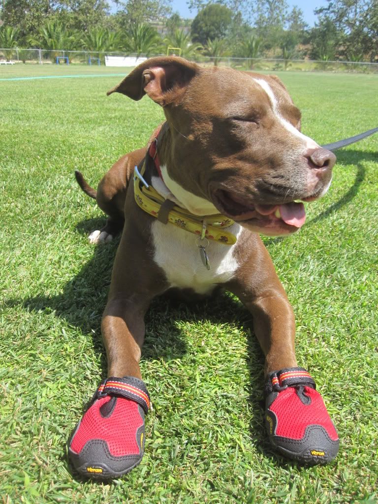 Bark 'n Boots Grip Trex 