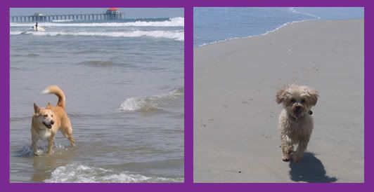beachdogs