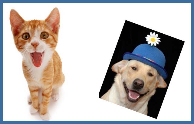 Group Dog Cat Photo