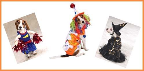 Happy Howl A Ween And Unleashing Pet Wellness