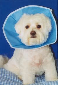 Trimline dog 