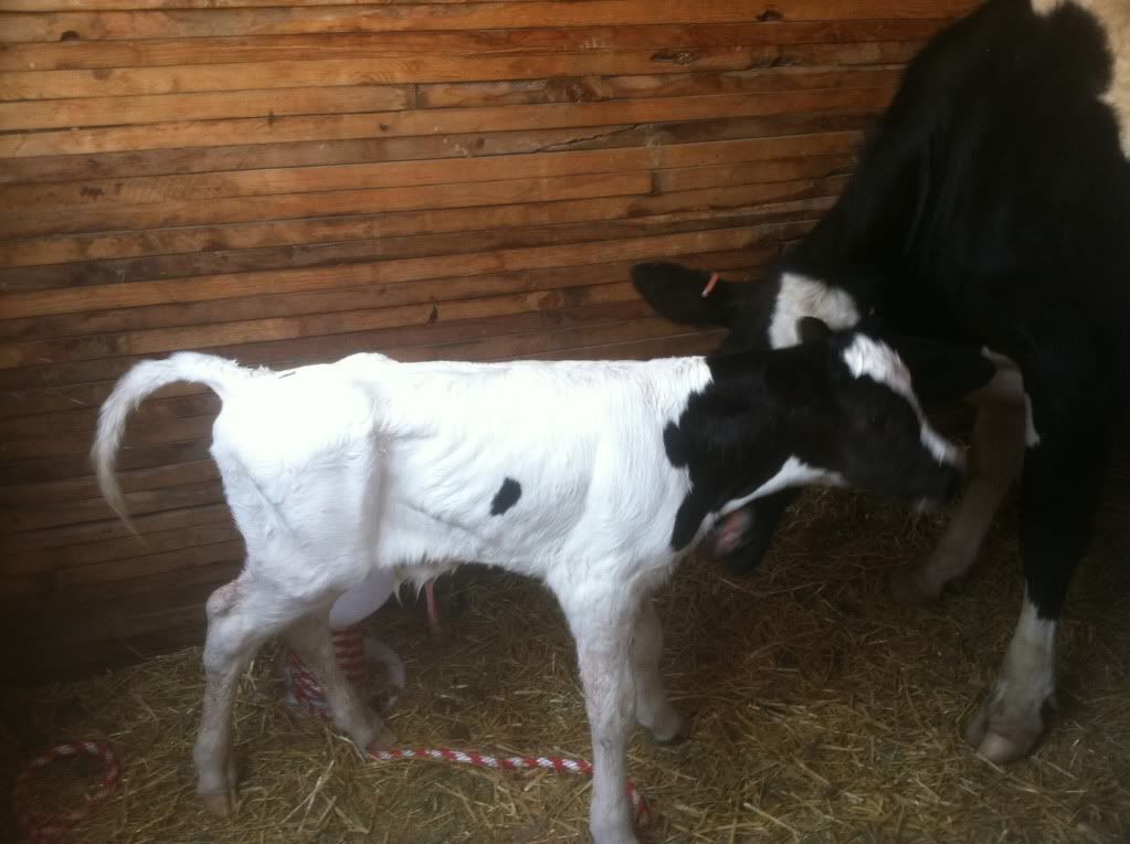 Surprise Calf - Cattle