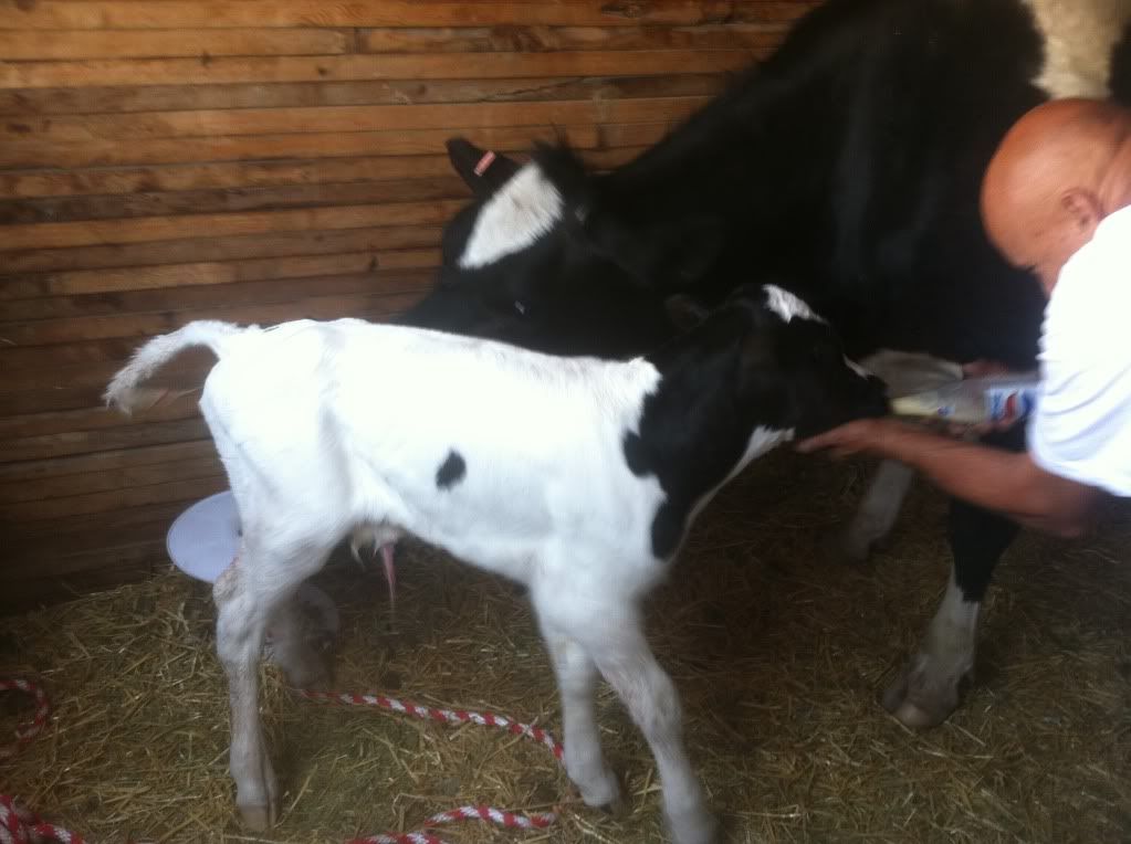 Surprise Calf - Cattle