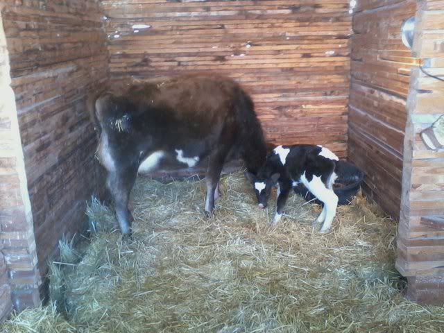 How close to calving?? - Cattle