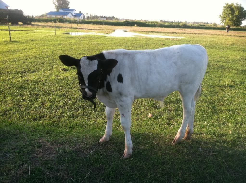 Surprise Calf - Cattle