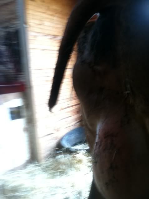 Cow just calved, now she is panting. - Cattle