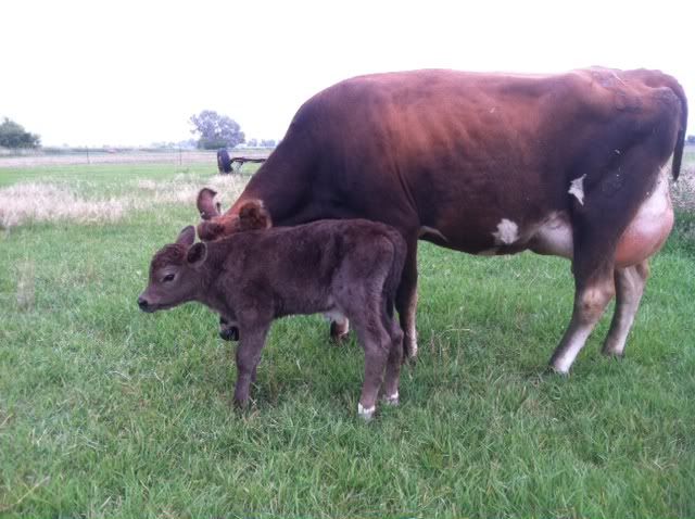 Cow just calved, now she is panting. - Cattle