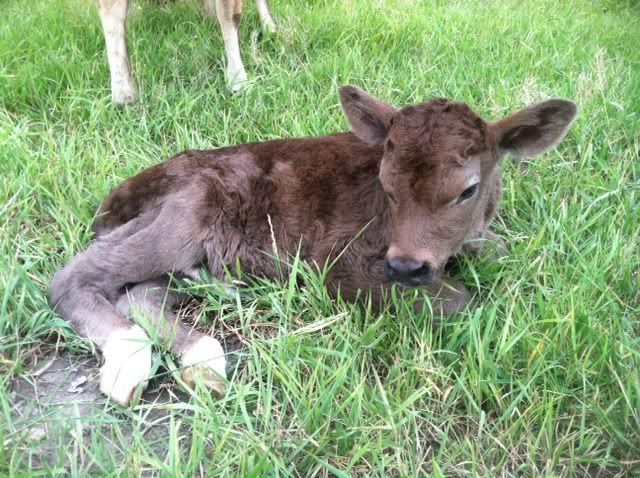 Cow just calved, now she is panting. - Cattle