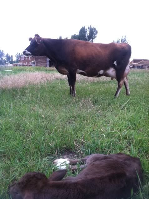 Cow just calved, now she is panting. - Cattle
