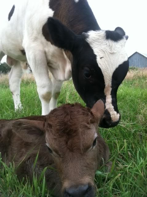 Cow just calved, now she is panting. - Cattle
