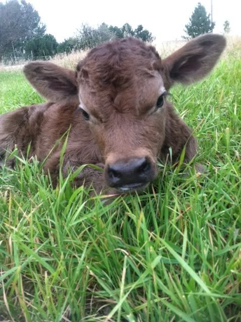 Cow just calved, now she is panting. - Cattle